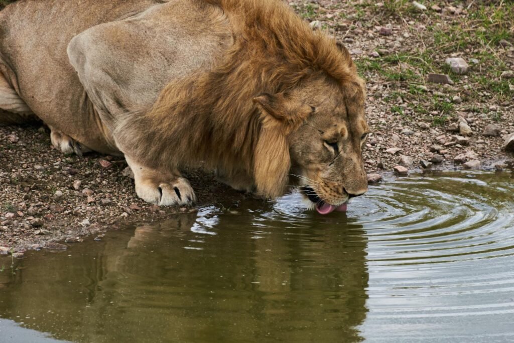 Close-up of a lion drinking water from a puddle, ripples spreading around.