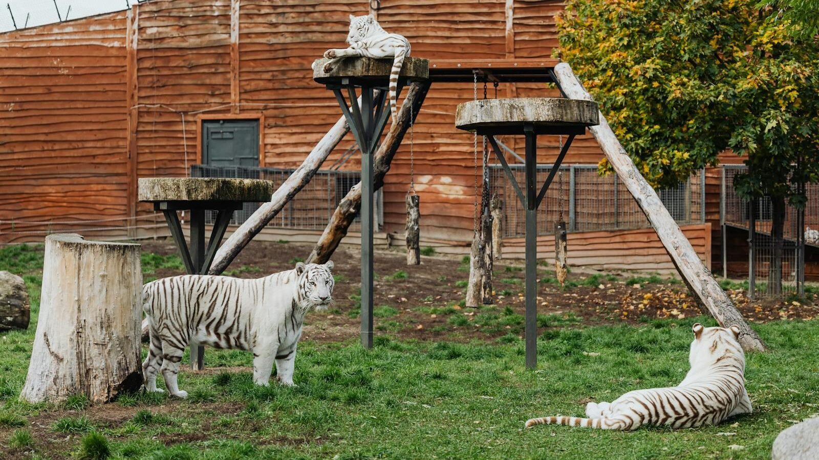 A group of white tigers in an outdoor enclosure with climbing structures some lying down while others explore the area