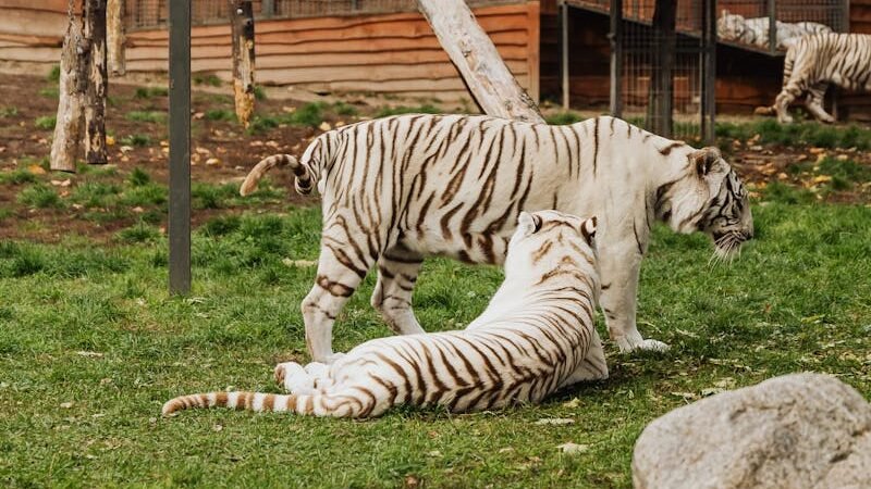 Two white tigers in a zoo enclosure, one standing and the other lying on the grass, surrounded by wooden structures and greenery.