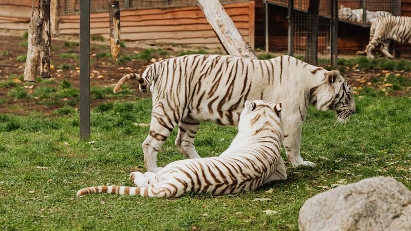 Two white tigers interacting playfully in a grassy enclosure with wooden structures and trees in the background, highlighting their social behavior in captivity.