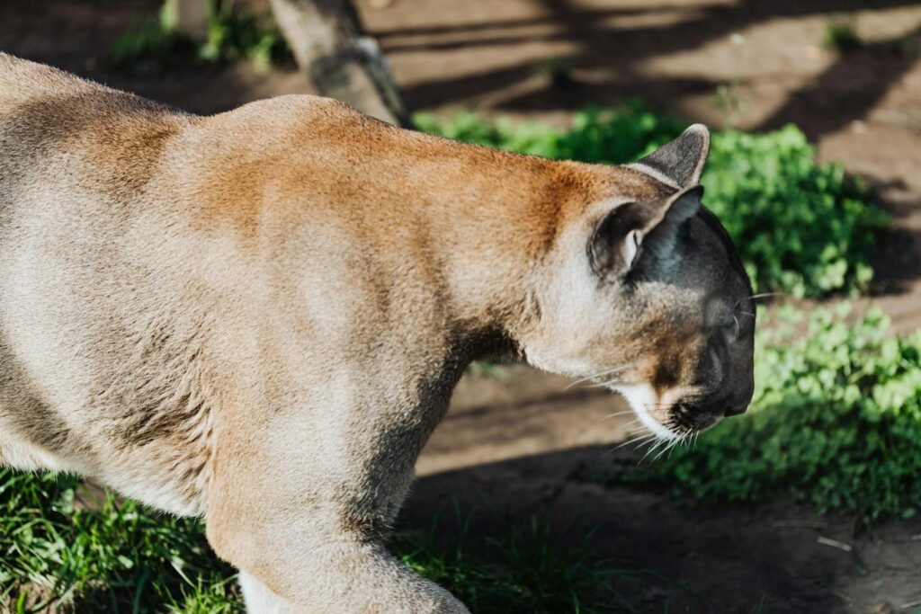 unique feature: Close-up of a majestic puma walking in its natural habitat, showcasing its powerful build.