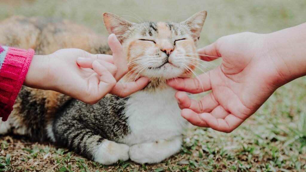 Cute tabby cat enjoys a gentle chin rub from affectionate hands in a serene outdoor setting.