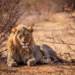 lion, pet, cat, feline, carnivore, predator, mammal, wild, wildcat, animal, safari, nature, mane, south africa, africa, dangerous, wildlife, jungle, fur, portrait, lion, lion, lion, lion, lion