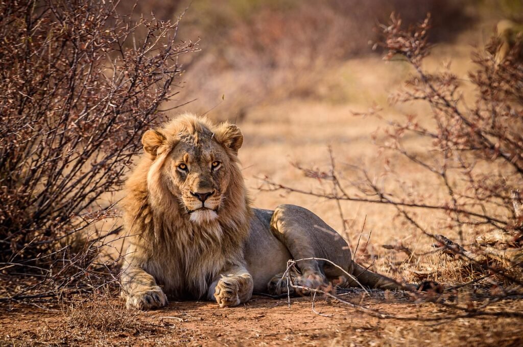 The Impact of Trophy Hunting on Big Cat Populations