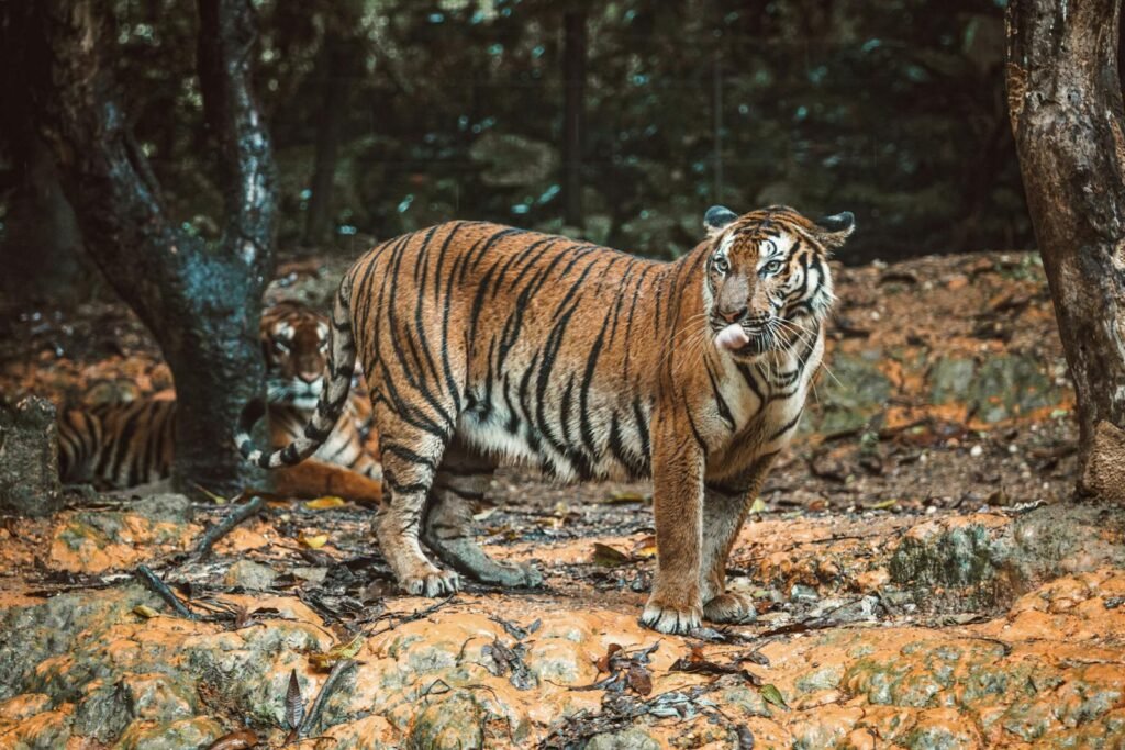 Bengal tiger standing in a forest, showcasing its majestic nature and habitat.