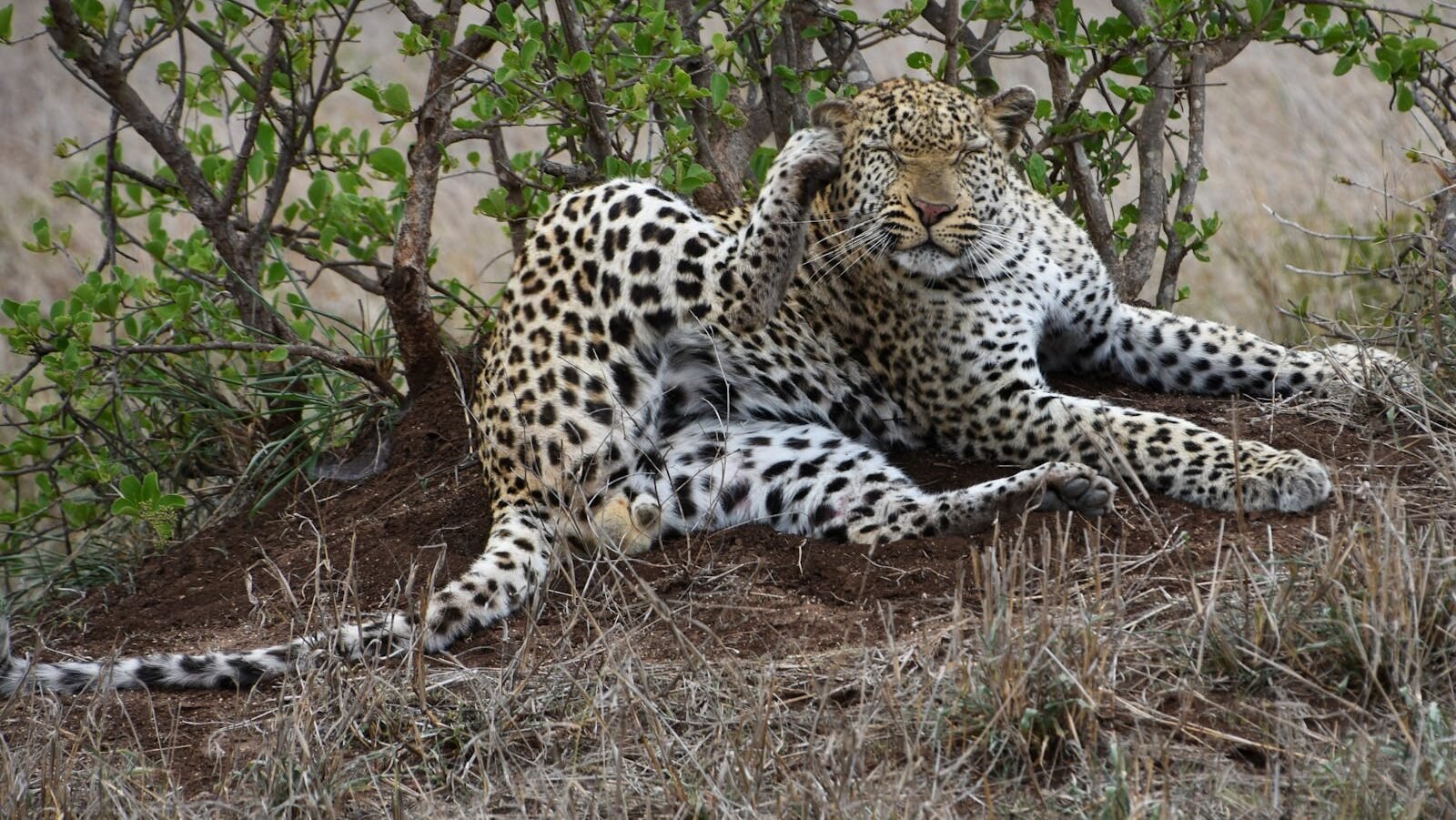A leopard resting on the ground in a dry, grassy area with green bushes in the background, showcasing its spotted coat and relaxed posture.