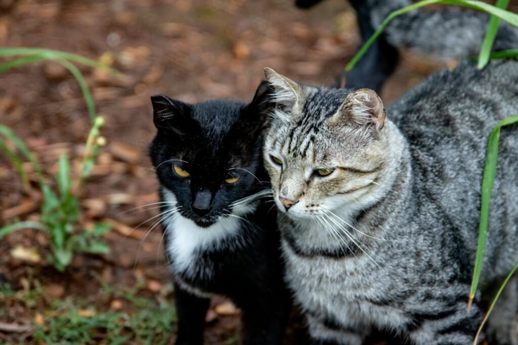 A close-up image of two domestic cats outdoors in a natural setting.