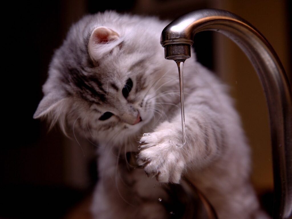 Drinking Cat cat, curious cat, tap water, kitten, feline, pet, curious, mammal, animal, nature, portrait, cat portrait, domestic, domestic cat, tap water, tap water, tap water, tap water, tap water