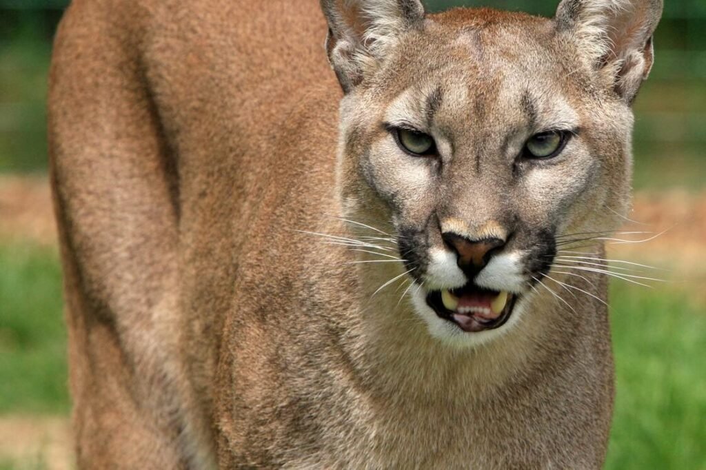Close-up image of a cougar (Puma concolor) showcasing its fierce gaze and natural habitat.