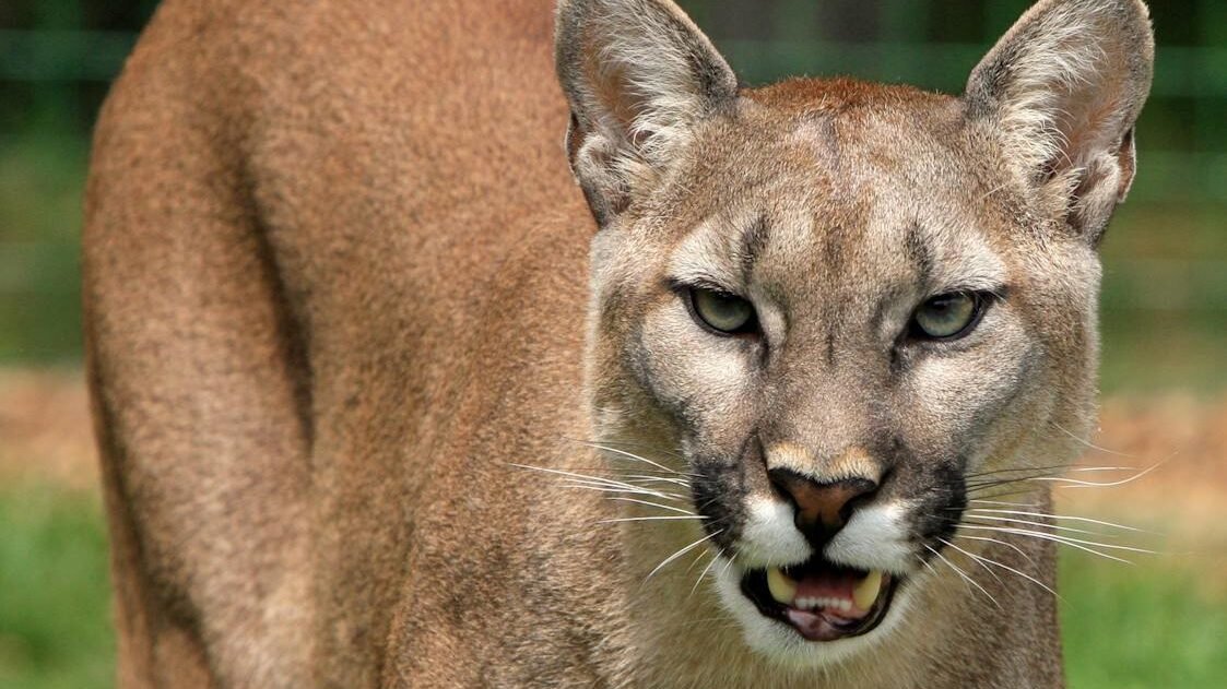 A close-up of a puma, also known as a cougar, standing outdoors with its mouth slightly open, showcasing its powerful build and intense gaze.