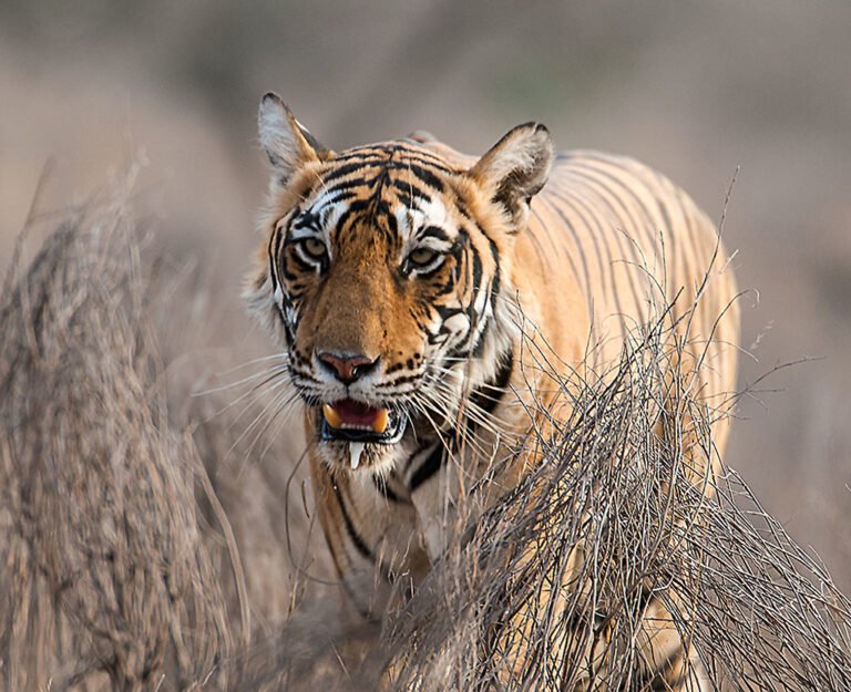 7 Facts About Big Cats That Will Change How You See Them