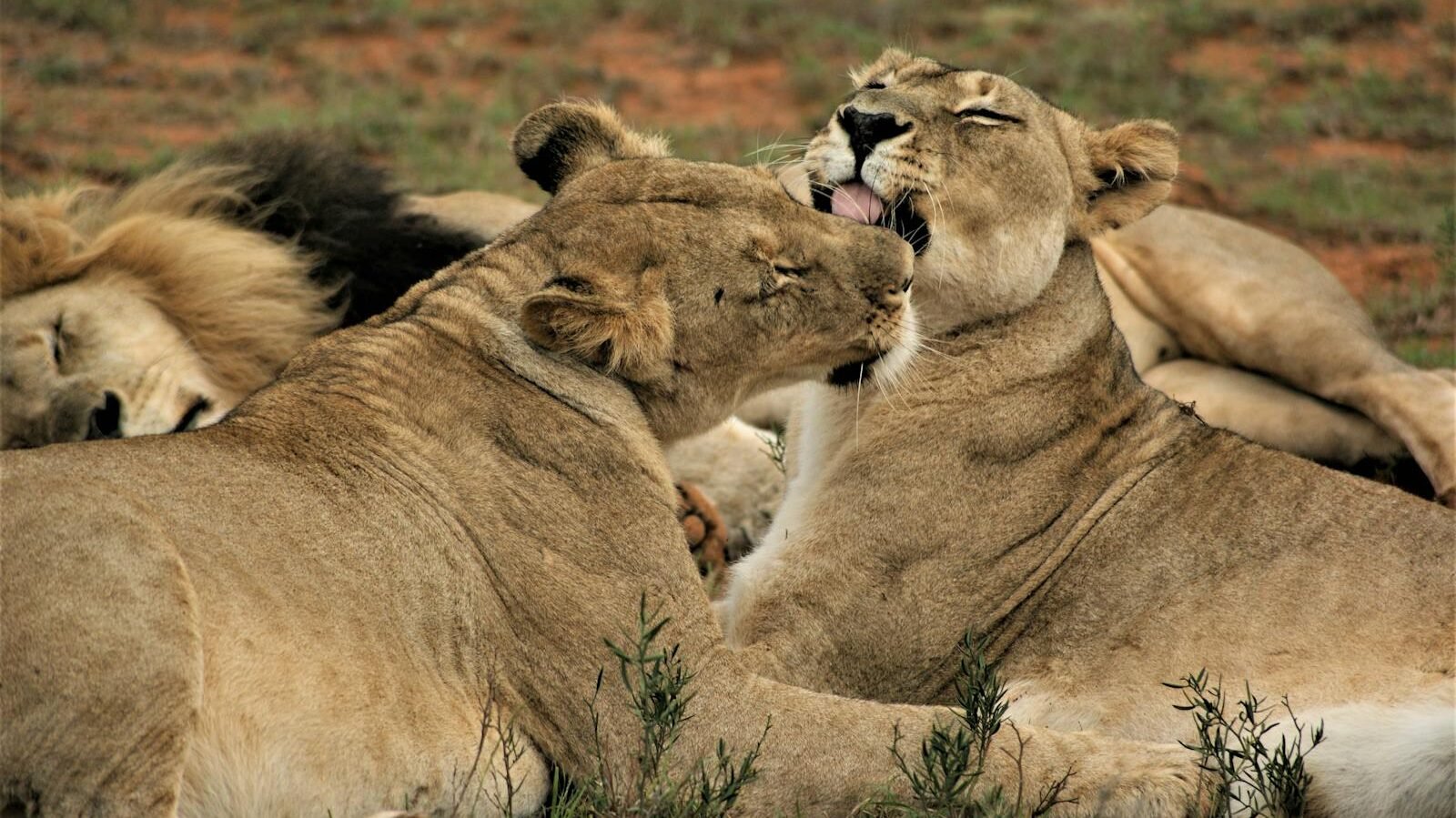 Two lionesses grooming each other while resting, showcasing their strong social bonds within the pride.