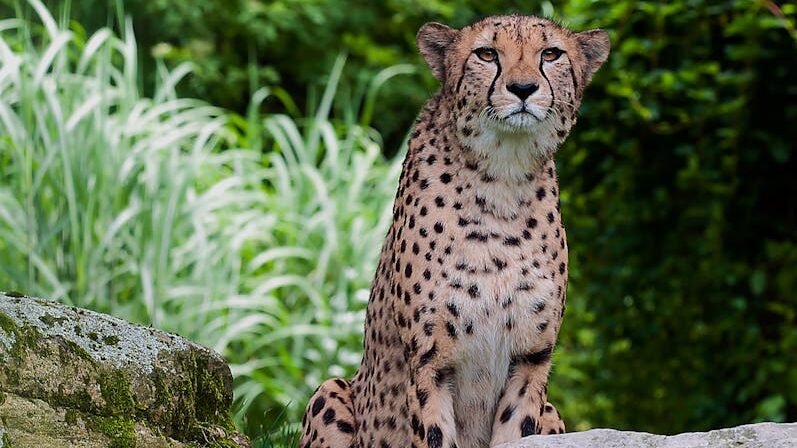A cheetah sitting gracefully among rocks and lush greenery, showcasing its role in maintaining ecosystem balance in its natural habitat.