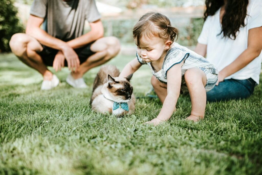 cat bond: girl in blue denim dungaree sitting on green grass field with brown and white short coated