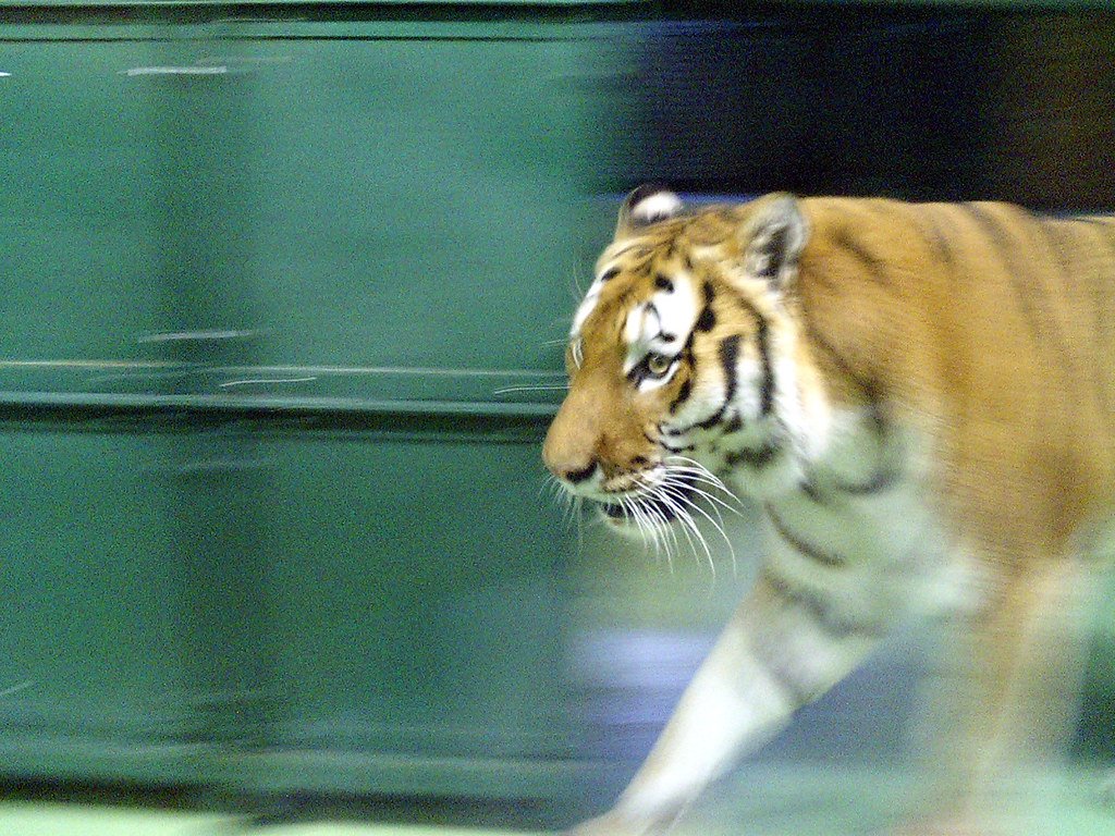 How Conservationists Are Using AI to Protect Endangered Big Cats