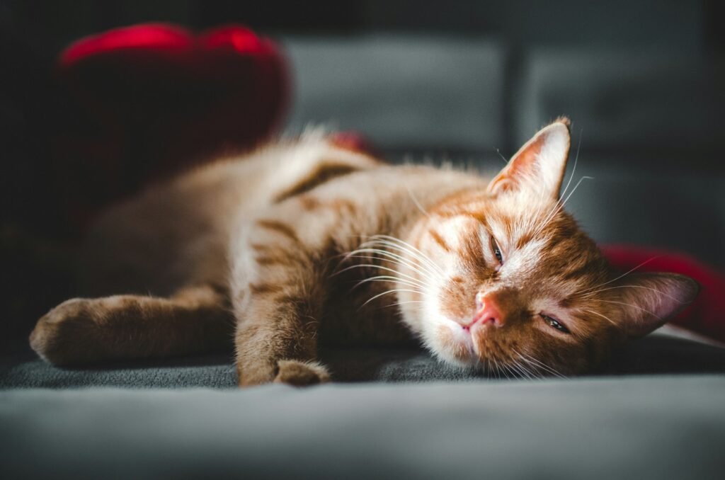 orange tabby cat lying on black textile