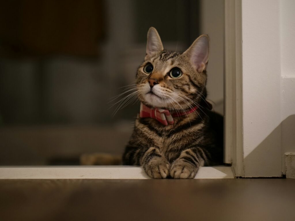 Cat’s Body