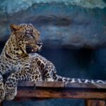 Conservationists Are Helping