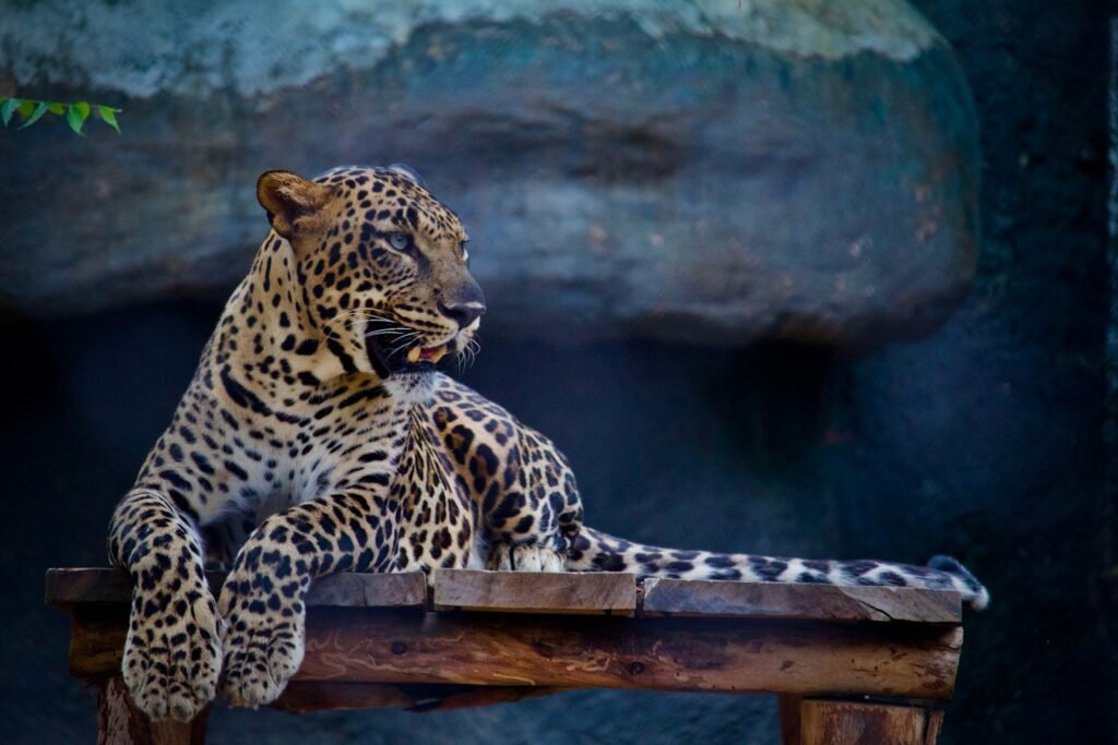 Big Cats as Apex predators: Big Cats leopard on table top