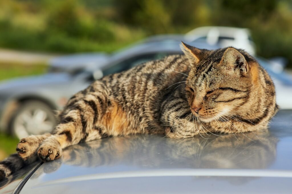 Cat Superstition brown tabby cat on white table