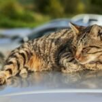 brown tabby cat on white table