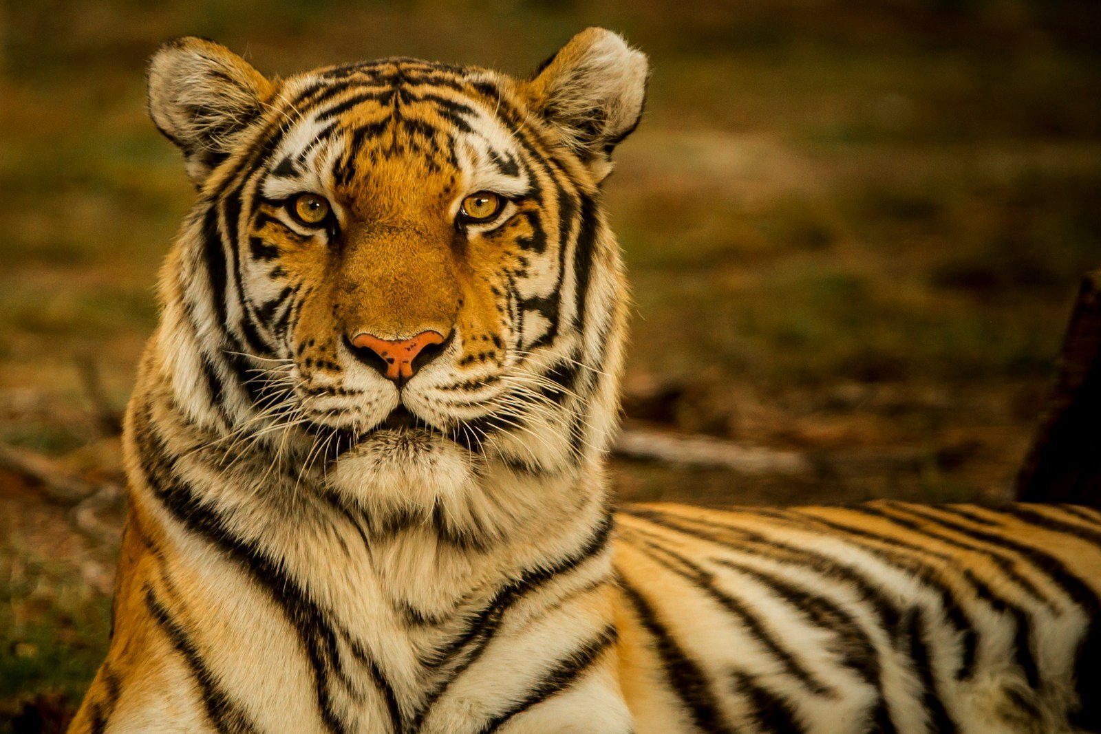 big cats facts: wildlife photography of tiger laying on ground