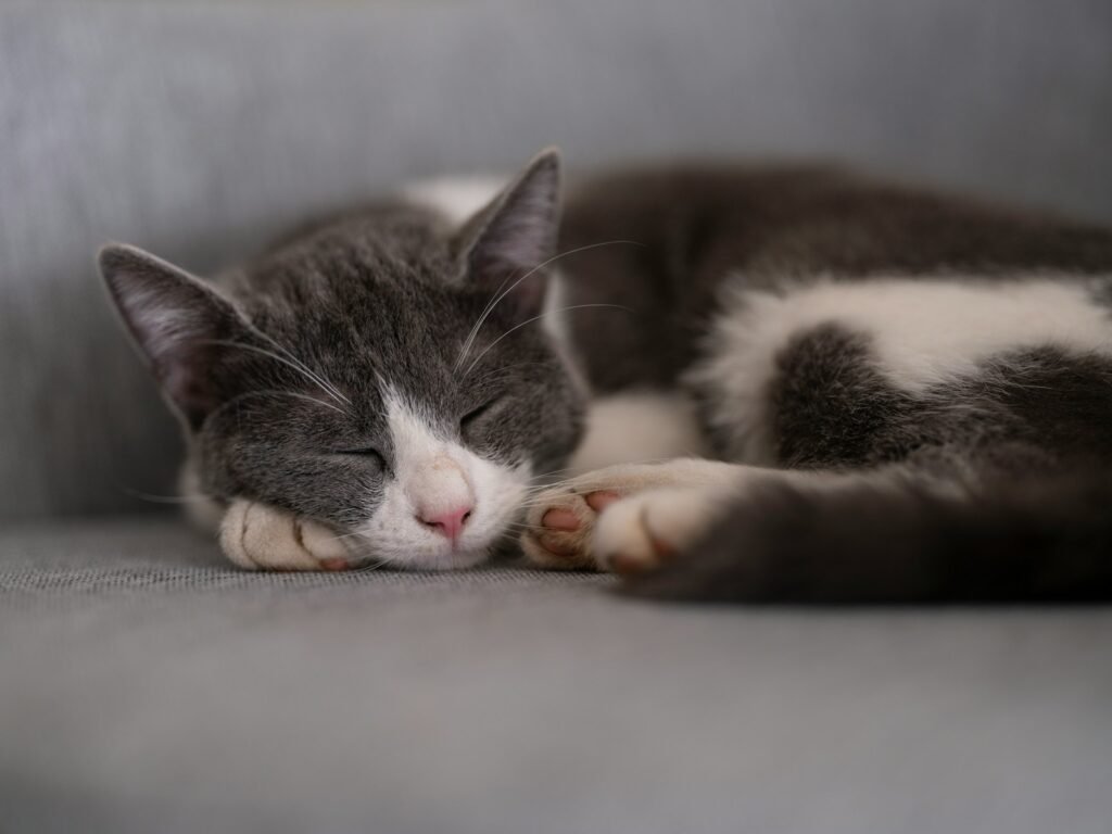 solitary predator: a gray and white cat sleeping on a couch