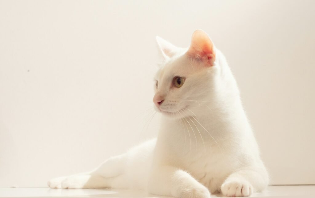 Ancient Cat white cat on white textile