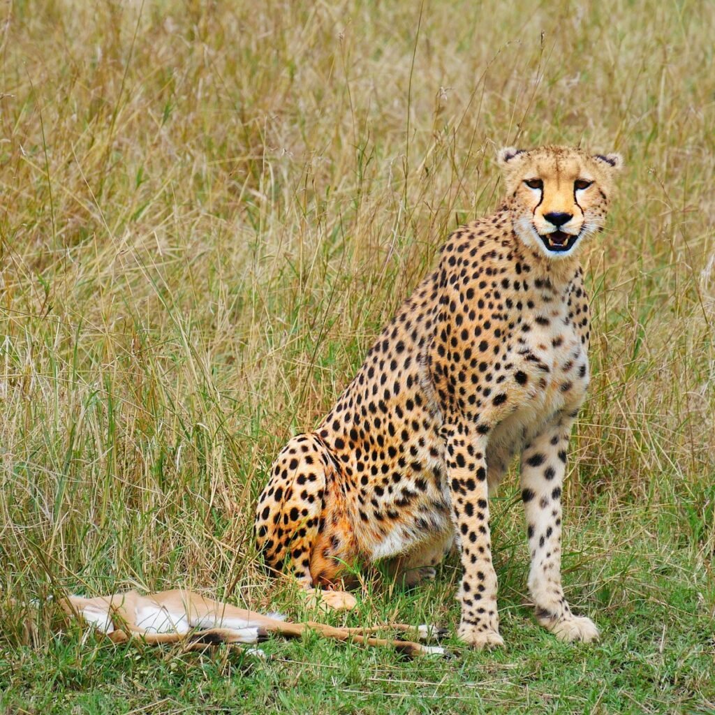cheetah survive: cheetah photography