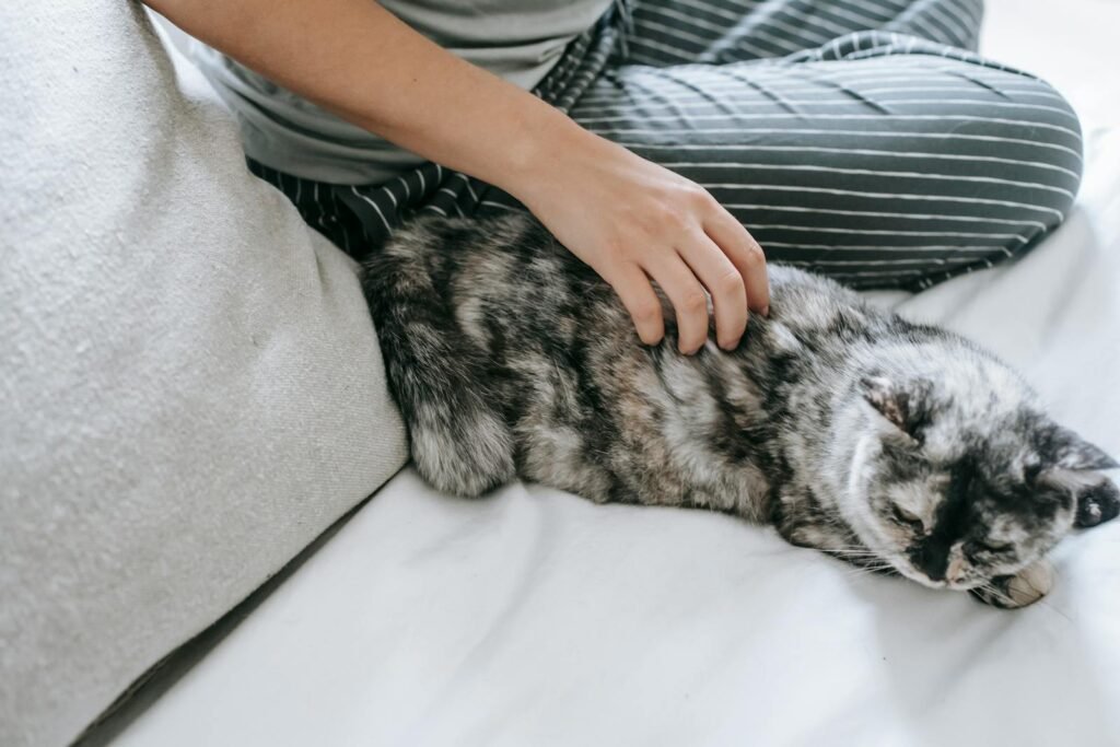 A serene indoor moment as a cat relaxes with its owner, highlighting comfort and companionship.