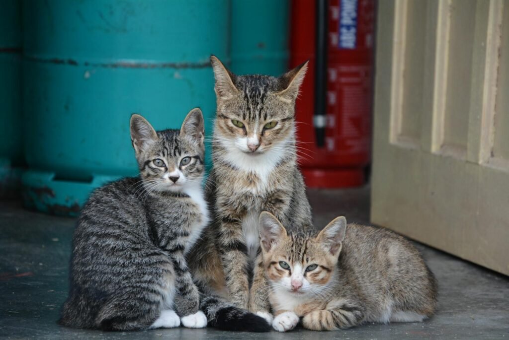 Three tabby cats relaxing on a concrete floor beside a door, showcasing domestic feline charm.