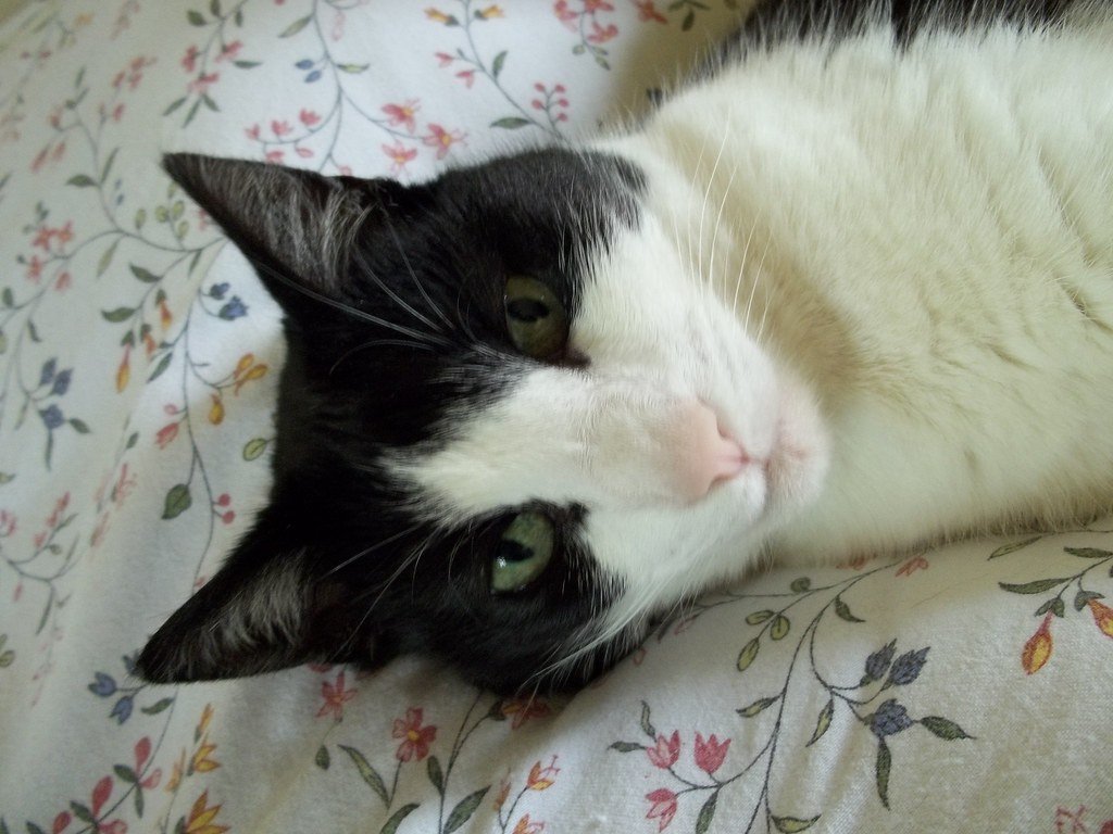 Cinnamon, Ex-Rescue Cat Now Living in Luxury