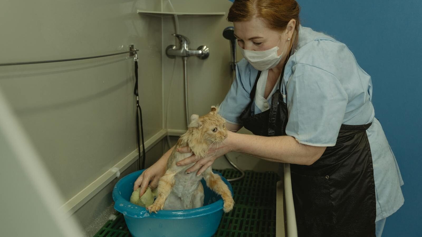 A veterinarian or pet groomer wearing a face mask and apron bathing a wet cat in a blue plastic basin. The cat appears slightly distressed while being gently held and washed.