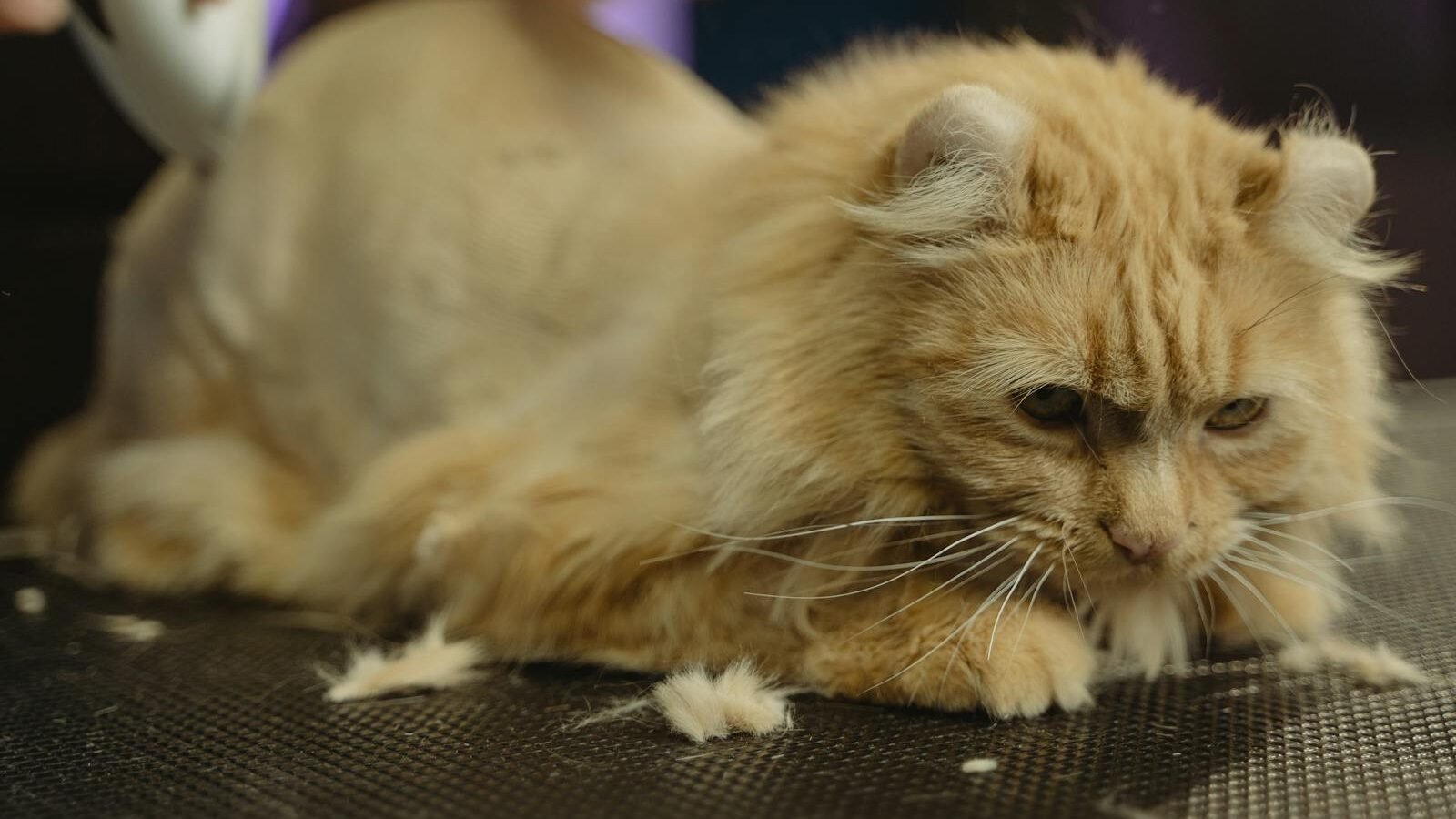 A fluffy orange cat getting groomed with an electric clipper, showing the importance of regular grooming for maintaining a healthy coat.