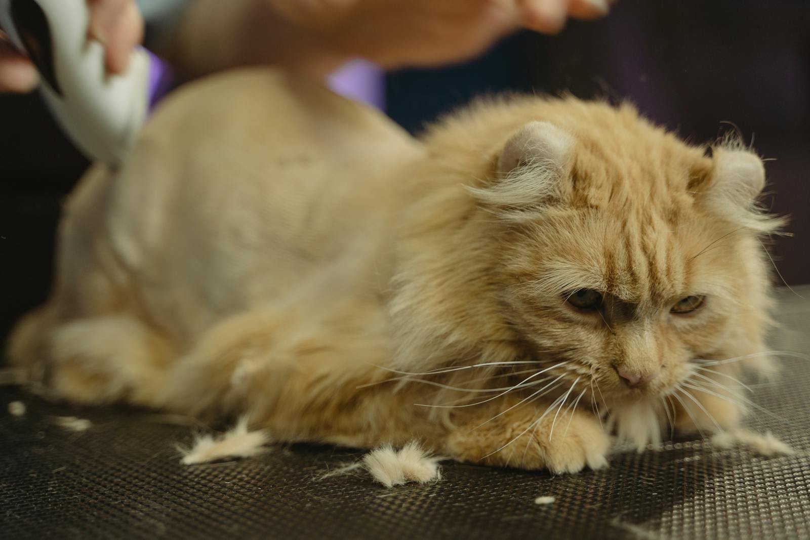 Photo by Tima Miroshnichenko Selective breeding: Adorable Persian cat receiving a haircut at a pet grooming session indoors.