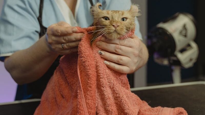 A groomer drying a cat with a towel after a bath, highlighting the feline's temperament and personality during grooming sessions.
