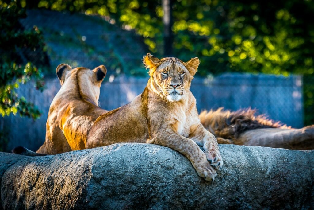 A lioness rests on a rock, gazing calmly ahead, while another lioness lies beside her. The background shows trees and sunlight filtering through.