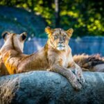 A lioness rests on a rock, gazing calmly ahead, while another lioness lies beside her. The background shows trees and sunlight filtering through.