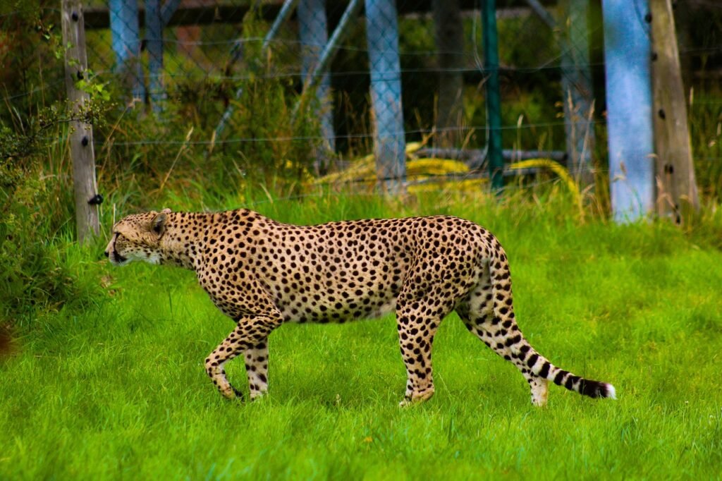 cheetah, animal, zoo, wildlife, carnivore, predator, wild, mammal, hunter, dangerous, safari, nature, cheetah, cheetah, cheetah, cheetah, cheetah