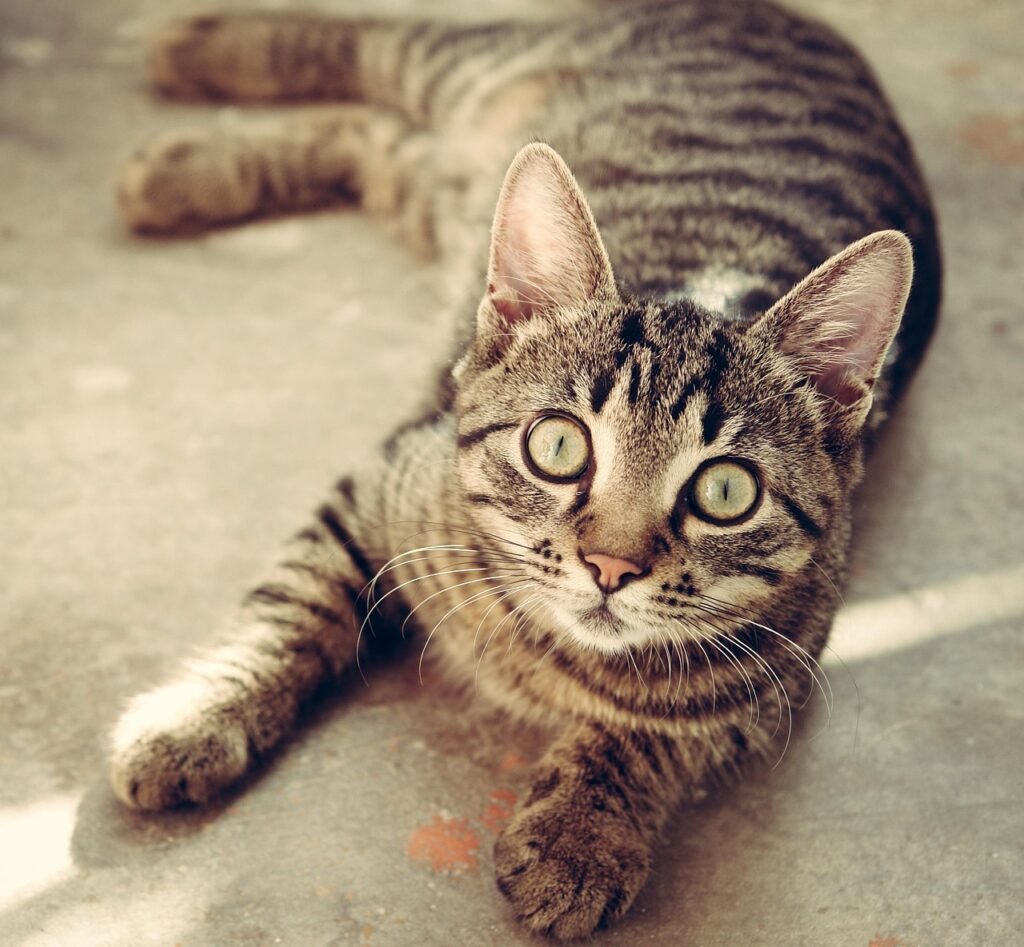 cat, tabby, surprised, cat's eyes, gray tabby, tabby cat, gray cat, feline, pet, animal, cute, nature, kitty, portrait, cat portrait, cat, cat, cat, cat, cat, surprised