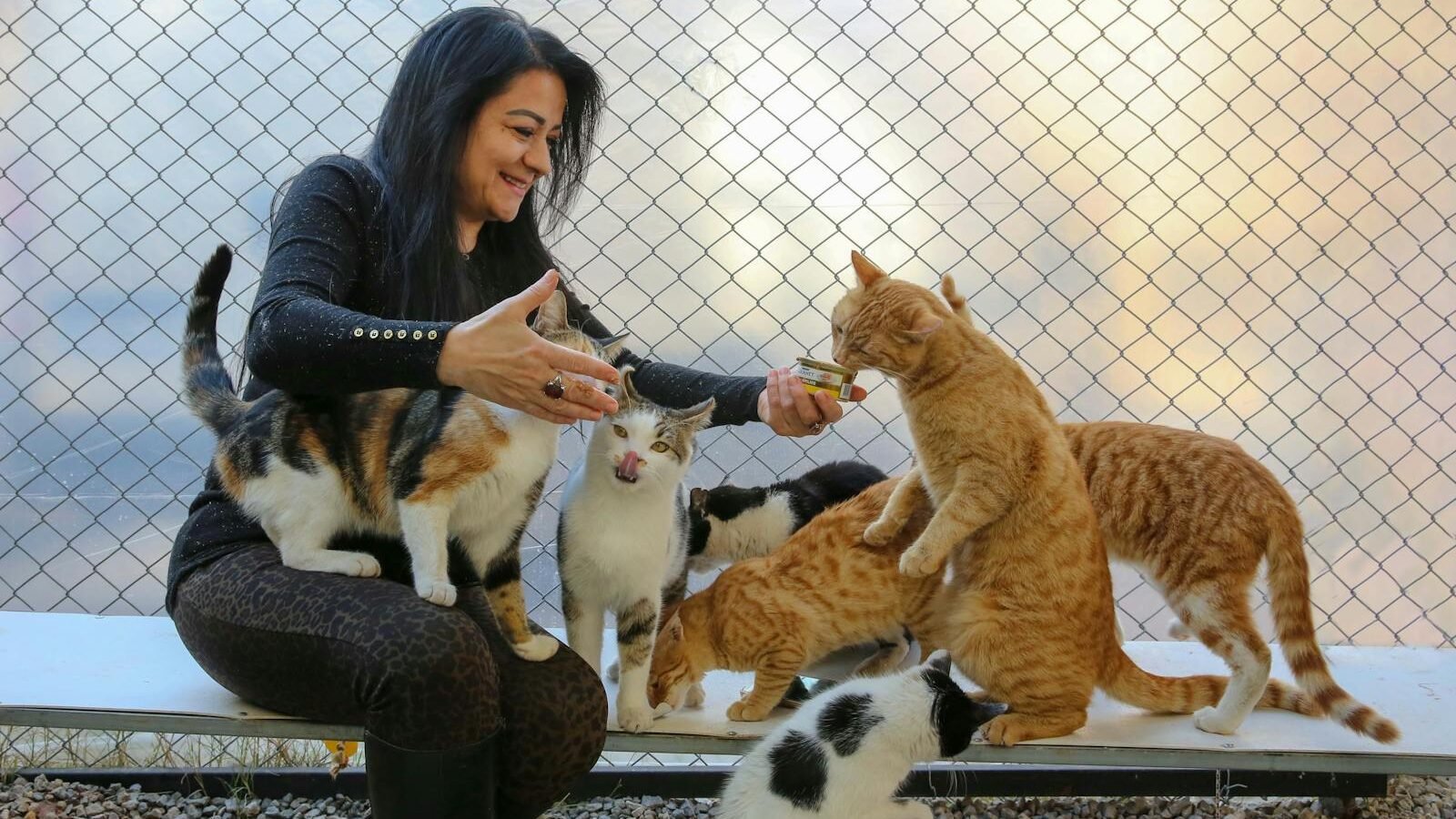 A woman interacting with a group of domestic cats in an outdoor setting, illustrating the bond and evolutionary traits shared between domestic cats and their wild relatives.