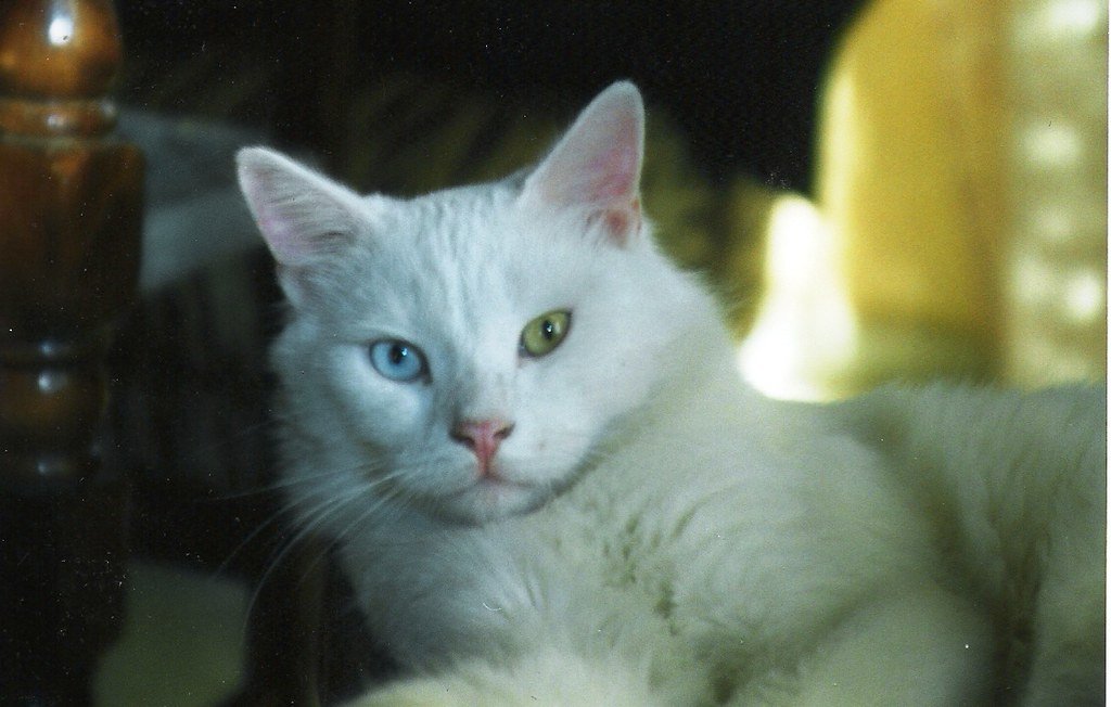 white cat