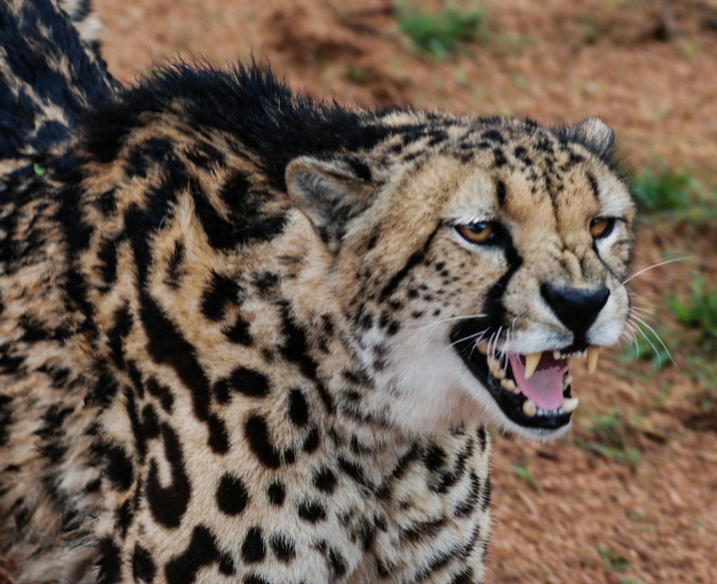 A roaring cheetah displaying its sharp teeth in Kruger National Park, South Africa.