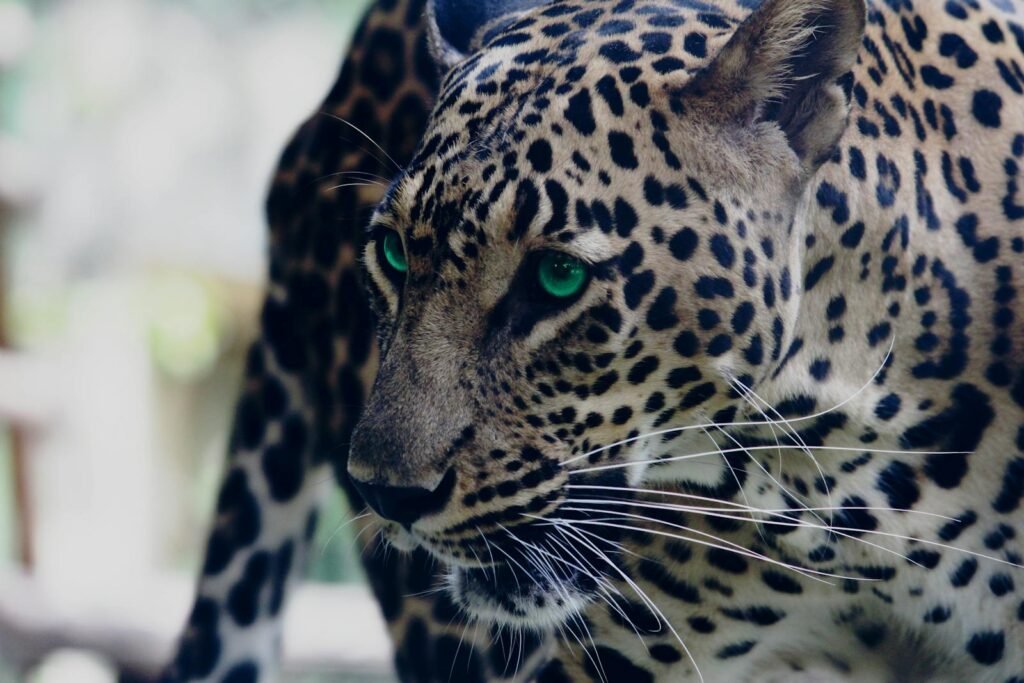 Close-up of a leopard with green eyes and striking spot patterns, displaying its majestic presence outdoors.