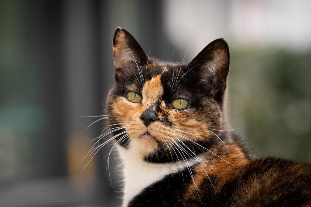 cat, felis silvestris catus, animal portrait, pet, patch cat, close-up, tomcat, posing cat, brown spotted cat, cat whiskers, green cat eyes, white whiskers, purring cat