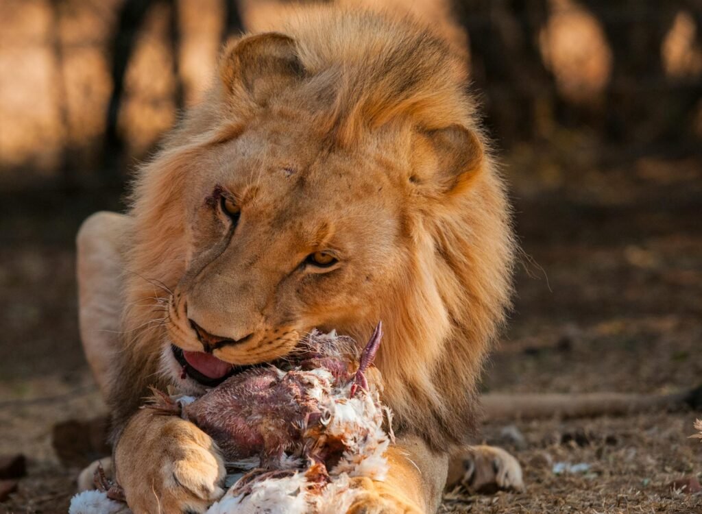Majestic lion feasting on prey in the wild, showcasing raw strength and natural beauty.