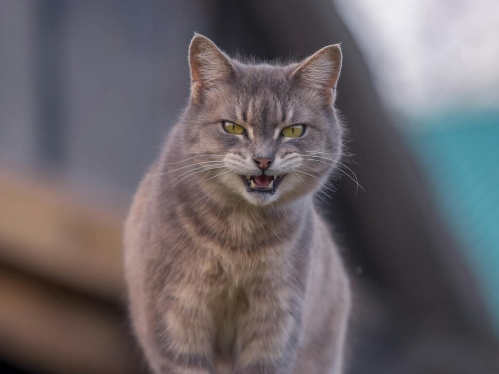 Gray cat with striking eyes and expressive face captured outdoors in natural light.