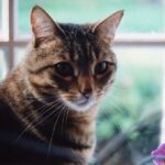 12 Reasons Why Cats Are One of the Most Intelligent Domesticated Animals