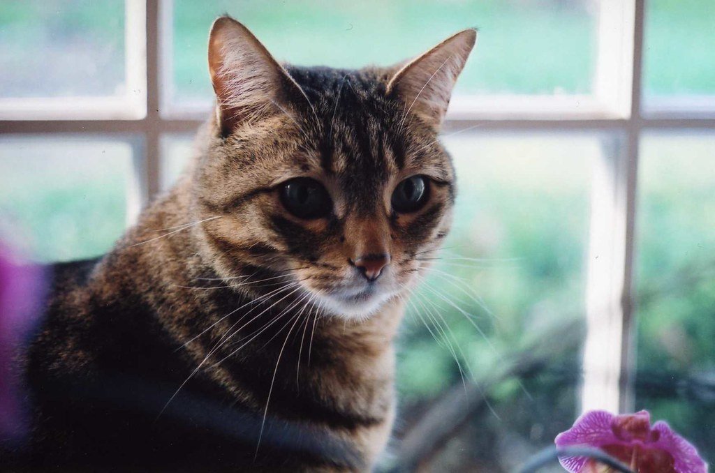 11 Signs Your Cat Is Trying to Warn You About Something