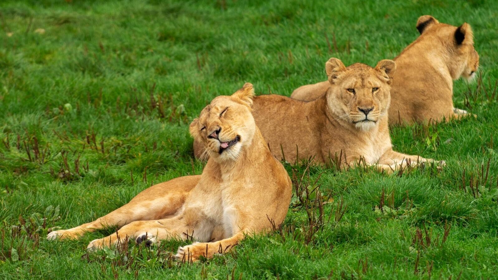 Three lionesses lounging in a grassy field, showcasing natural wildlife behavior.